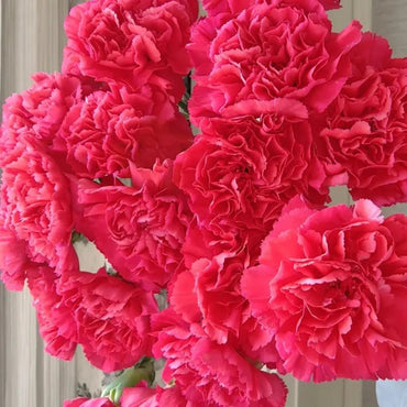 Rose Pink Carnation Seeds - Verdseeds