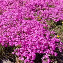 Rose Pink Creeping Phlox Seeds - Verdseeds