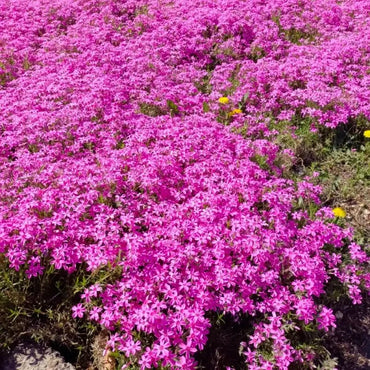 Rose Pink Creeping Phlox Seeds - Verdseeds