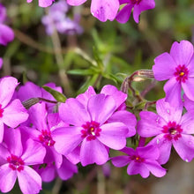 Rose Pink Creeping Phlox Seeds - Verdseeds