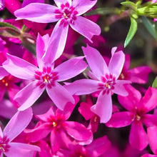 Rose Pink Creeping Phlox Seeds - Verdseeds