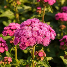 Rose Red Ageratum Seeds - Verdseeds
