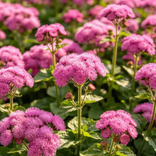 Rose Red Ageratum Seeds - Verdseeds