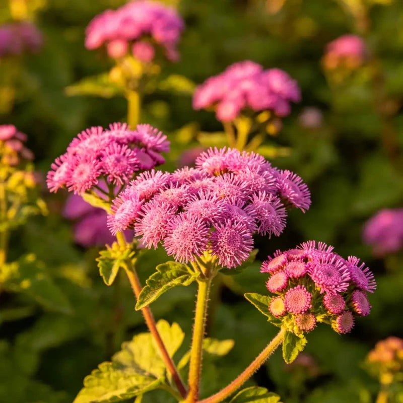 Rose Red Ageratum Seeds - Verdseeds