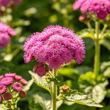 Rose Red Ageratum Seeds - Verdseeds