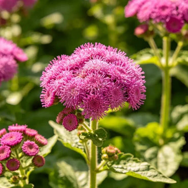 Rose Red Ageratum Seeds - Verdseeds