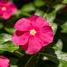 Rose Red Catharanthus roseus (Madagascar Periwinkle) Seeds - Verdseeds