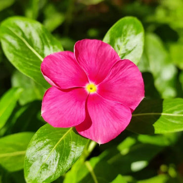 Rose Red Catharanthus roseus (Madagascar Periwinkle) Seeds - Verdseeds