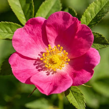 Rose Red Corn Cockle Seeds - Verdseeds