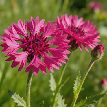 Rose Red Cornflower Seeds - Verdseeds