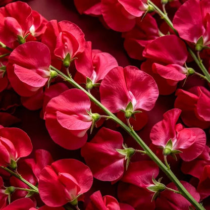 Rose Red Cut Flower Sweet Pea Seeds - Verdseeds