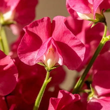 Rose Red Cut Flower Sweet Pea Seeds - Verdseeds