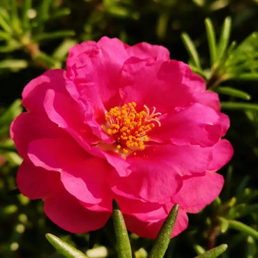 Rose Red Double Petals Moss Rose Seeds - Verdseeds