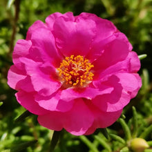 Rose Red Double Petals Moss Rose Seeds - Verdseeds