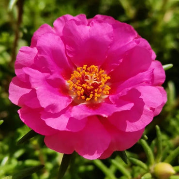 Rose Red Double Petals Moss Rose Seeds - Verdseeds