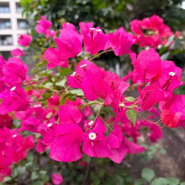 Rose Red Four O'Clock Flower Seeds - Verdseeds