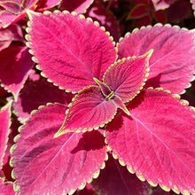 Rose Red Green Border Coleus Seeds - Verdseeds