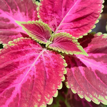 Rose Red Green Border Coleus Seeds - Verdseeds