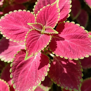 Rose Red Green Border Coleus Seeds - Verdseeds