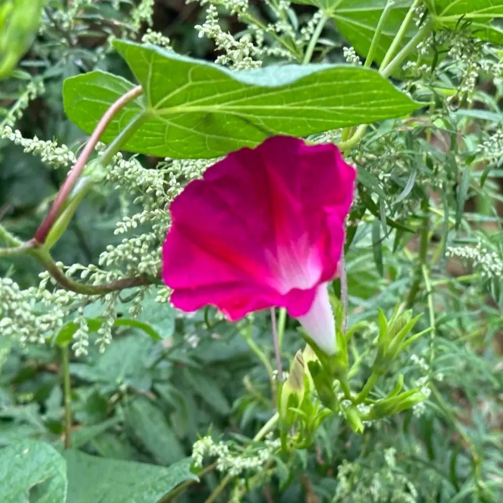 Rose Red Hybrid Petunia Seeds - Verdseeds