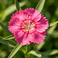Rose Red Maiden Pink Seeds - Verdseeds