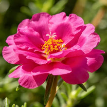 Rose Red Maiden Pink Seeds - Verdseeds