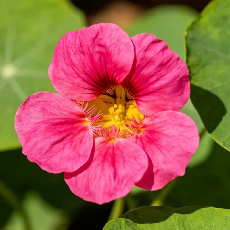 Rose Red Nasturtium Seeds - Verdseeds