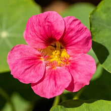 Rose Red Nasturtium Seeds - Verdseeds