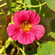 Rose Red Nasturtium Seeds - Verdseeds