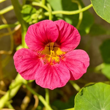 Rose Red Nasturtium Seeds - Verdseeds