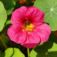 Rose Red Nasturtium Seeds - Verdseeds