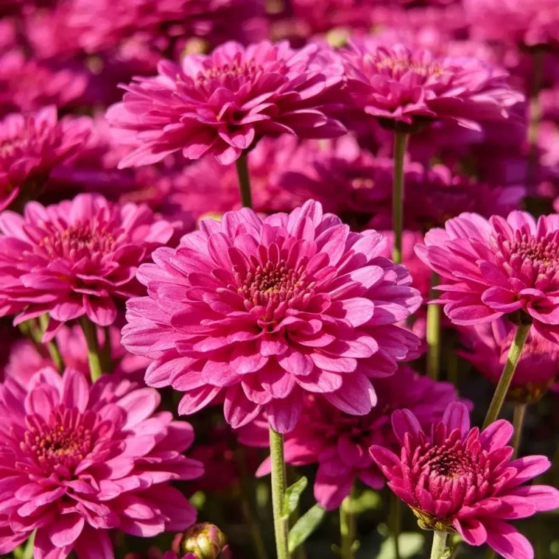 Rose Red New York Aster Seeds - Verdseeds