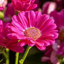 Rose Red New York Aster Seeds - Verdseeds