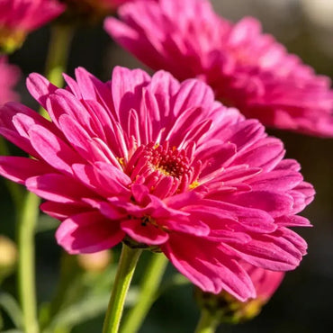 Rose Red New York Aster Seeds - Verdseeds