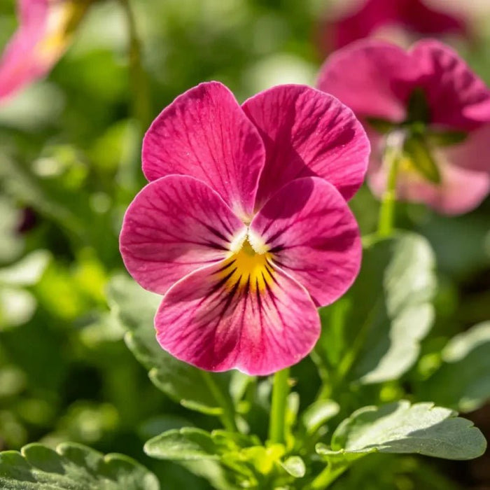 Rose Red Pansy Seeds - Verdseeds
