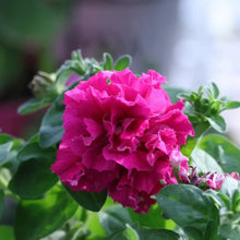 Rose Red Petunia Double Seeds - Verdseeds