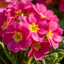 Rose Red Primrose Seeds - Verdseeds