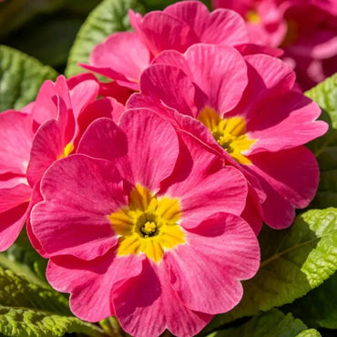 Rose Red Primrose Seeds - Verdseeds