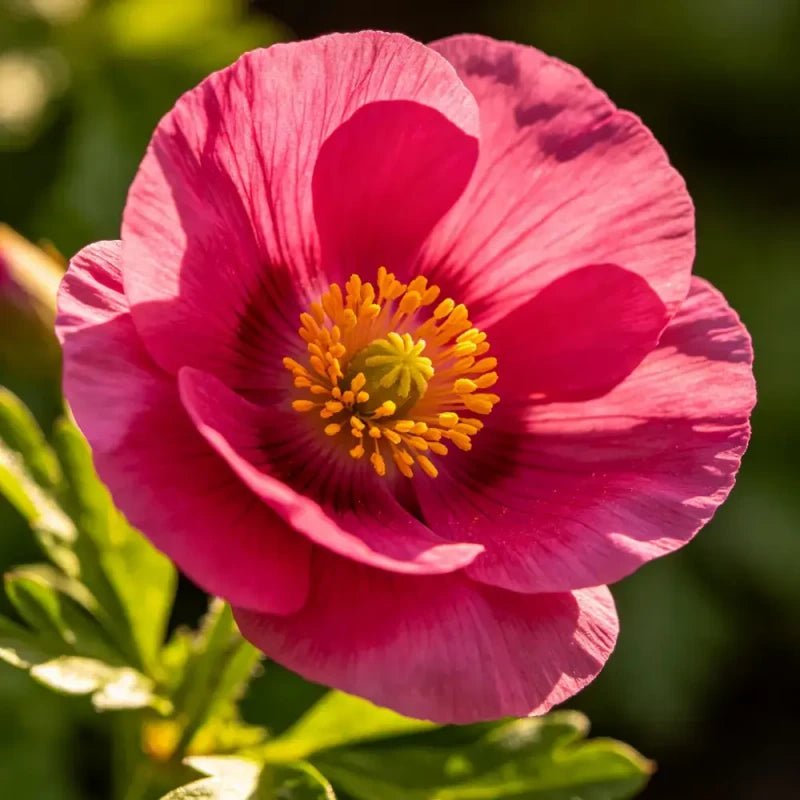 Rose Red Single Petal California Poppy Seeds - Verdseeds