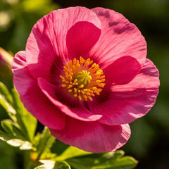Rose Red Single Petal California Poppy Seeds - Verdseeds