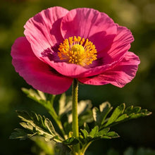 Rose Red Single Petal California Poppy Seeds - Verdseeds