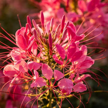 Rose Red Spider Flower Seeds - Verdseeds