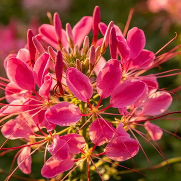 Rose Red Spider Flower Seeds - Verdseeds