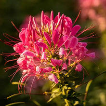 Rose Red Spider Flower Seeds - Verdseeds