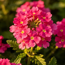 Rose Red Verbena Seeds - Verdseeds