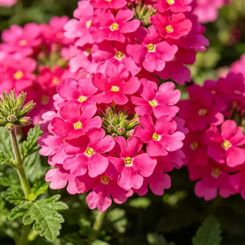 Rose Red Verbena Seeds - Verdseeds