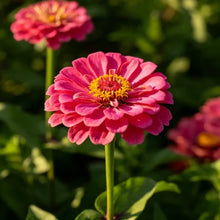 Rose Red Zinnia Seeds - Verdseeds