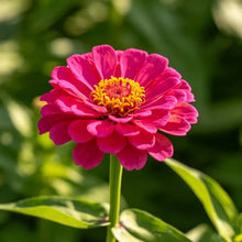Rose Red Zinnia Seeds - Verdseeds