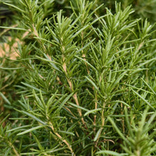 Rosemary Seeds - Verdseeds