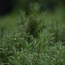 Rosemary Seeds - Verdseeds
